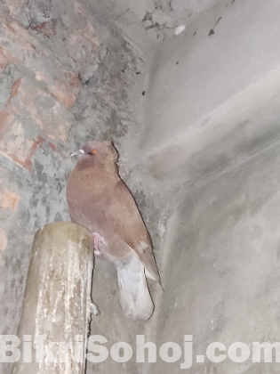 মুম্বাই কবুতর জোড়া